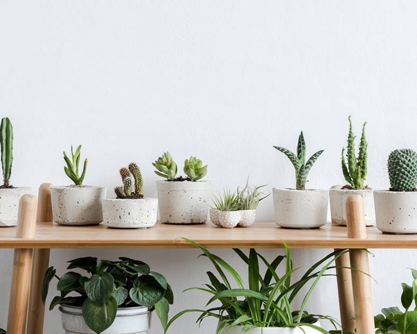 Top 5 Easy to Maintain Indoor Plants in India - LVNG Design Studio